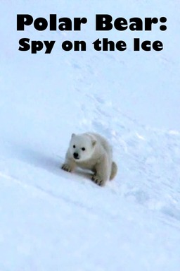 Polar Bear: Spy on the Ice (missing thumbnail, image: /images/cache/124624.jpg)