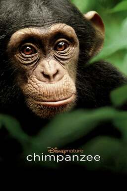 Chimpanzee (missing thumbnail, image: /images/cache/158864.jpg)