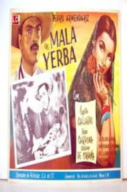 Mala yerba (missing thumbnail, image: /images/cache/248102.jpg)
