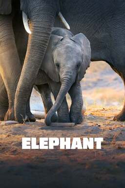 Elephant (missing thumbnail, image: /images/cache/423348.jpg)